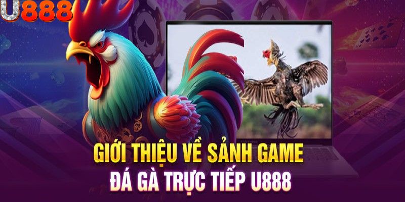 Luật xác định thắng thua trong đá gà u88